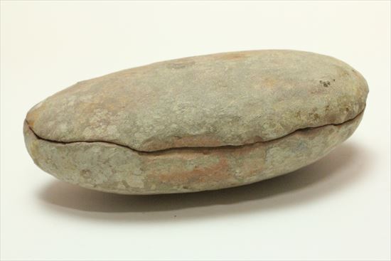 古代の植生を封印したノジュール標本。開けると・・・。(その13)