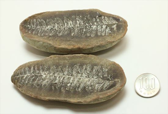 古代の植生を封印したノジュール標本。開けると・・・。(その14)