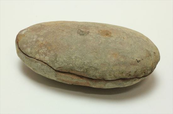 古代の植生を封印したノジュール標本。開けると・・・。(その2)