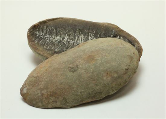 古代の植生を封印したノジュール標本。開けると・・・。(その3)