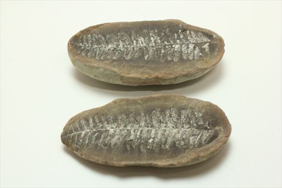 古代の植生を封印したノジュール標本。開けると・・・。(その4)