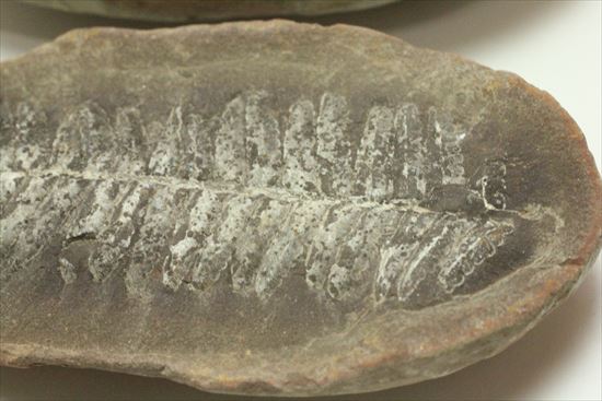 古代の植生を封印したノジュール標本。開けると・・・。(その5)