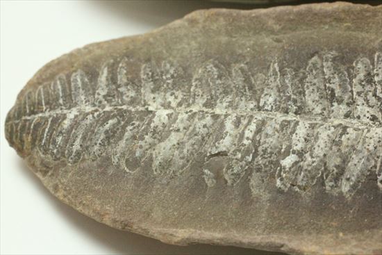 古代の植生を封印したノジュール標本。開けると・・・。(その6)
