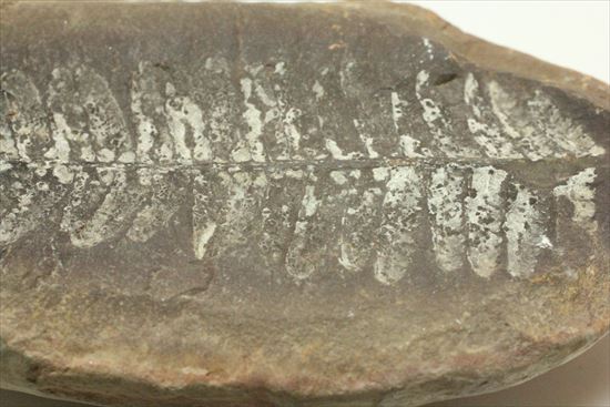 古代の植生を封印したノジュール標本。開けると・・・。(その7)