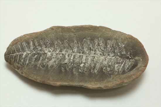 古代の植生を封印したノジュール標本。開けると・・・。(その8)