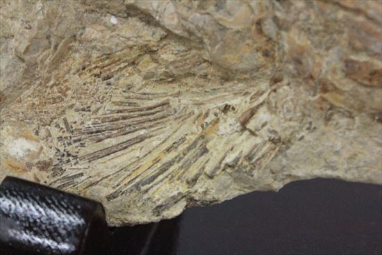 凶暴な顔面の造り!歯まで保存されているブラジル産魚化石(その11)
