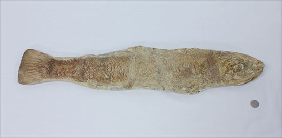 凶暴な顔面の造り!歯まで保存されているブラジル産魚化石(その13)