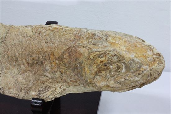 凶暴な顔面の造り!歯まで保存されているブラジル産魚化石(その3)