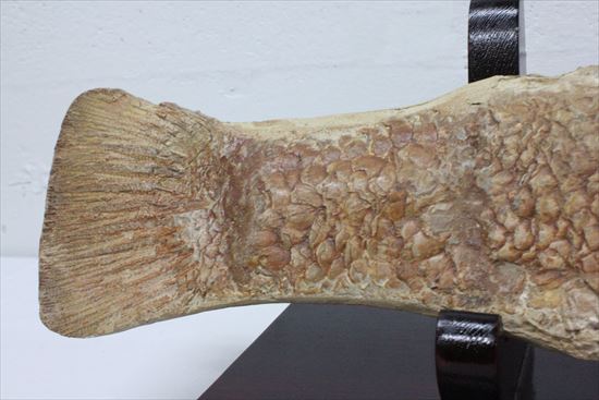 凶暴な顔面の造り!歯まで保存されているブラジル産魚化石(その6)