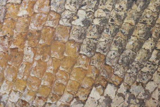 鱗の保存状態が絶品!?希少なブラジル産魚化石(その11)