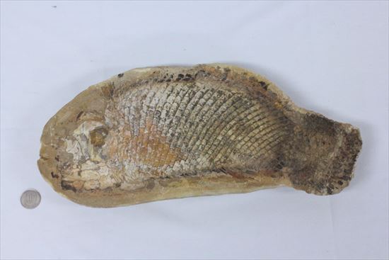 鱗の保存状態が絶品!?希少なブラジル産魚化石(その13)