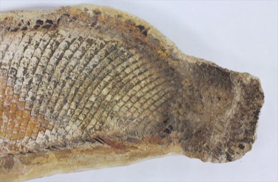 鱗の保存状態が絶品!?希少なブラジル産魚化石(その3)