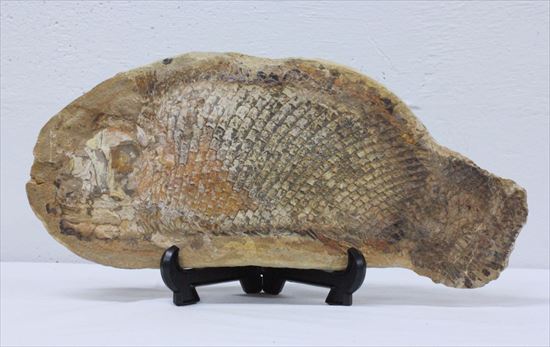 ブラジル産魚化石