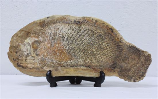 鱗の保存状態が絶品!?希少なブラジル産魚化石(その4)