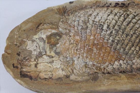 鱗の保存状態が絶品！?希少なブラジル産魚化石（その5）