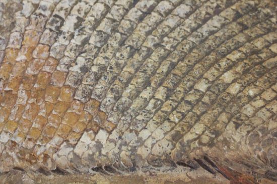 鱗の保存状態が絶品！?希少なブラジル産魚化石