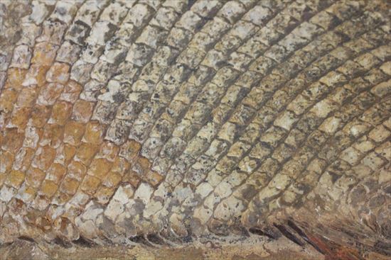 鱗の保存状態が絶品!?希少なブラジル産魚化石(その6)