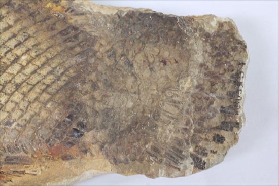 鱗の保存状態が絶品！?希少なブラジル産魚化石（その8）