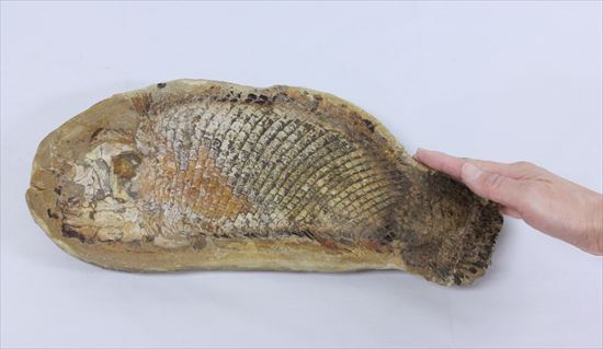 鱗の保存状態が絶品！?希少なブラジル産魚化石（その9）