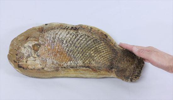 鱗の保存状態が絶品!?希少なブラジル産魚化石(その9)