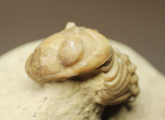 米国オクラホマ産三葉虫リードプス複眼保存状態良し(その1)