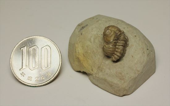 米国オクラホマ産三葉虫リードプス複眼保存状態良し(その10)