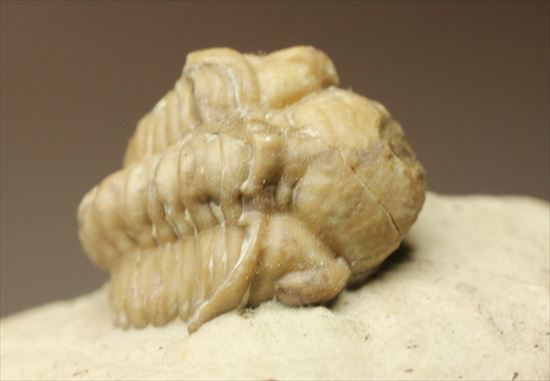 米国オクラホマ産三葉虫リードプス複眼保存状態良し(その6)