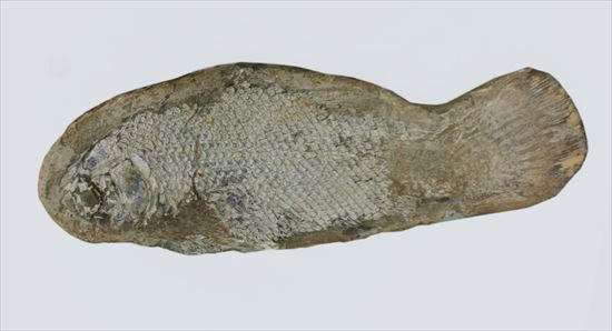 大型魚化石画像