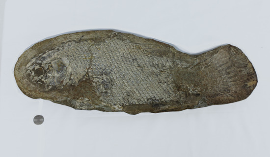 希少なブラジル産魚化石。全長５０ｃｍを超える大物。（その11）