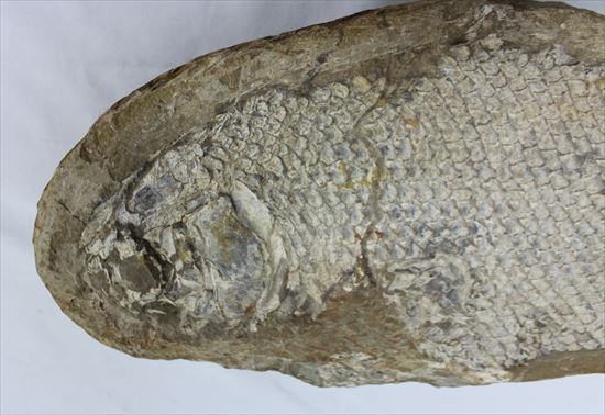 希少なブラジル産魚化石。全長５０ｃｍを超える大物。（その3）