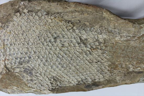 希少なブラジル産魚化石。全長５０ｃｍを超える大物。（その4）