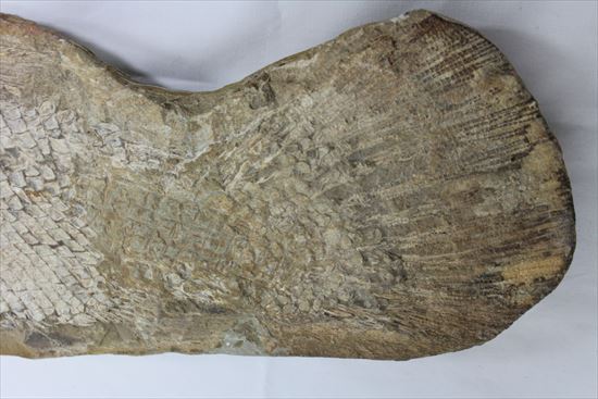 希少なブラジル産魚化石。全長５０ｃｍを超える大物。（その5）