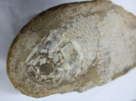 希少なブラジル産魚化石。全長５０ｃｍを超える大物。（その6）