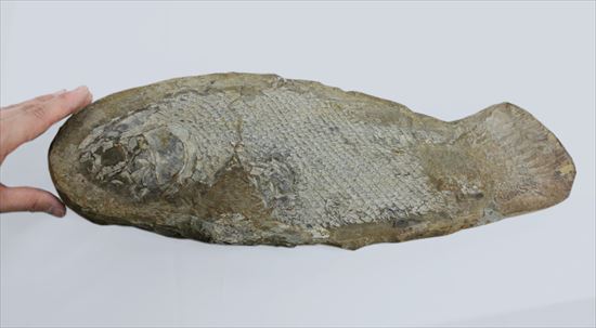 希少なブラジル産魚化石。全長５０ｃｍを超える大物。（その9）