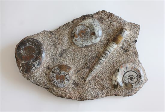 巨大なゴニアタイトとオルソセラスのマルチプレート化石