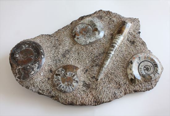 60cmオーバード級のサイズを誇る古生代の海を体現するマルチプレート標本