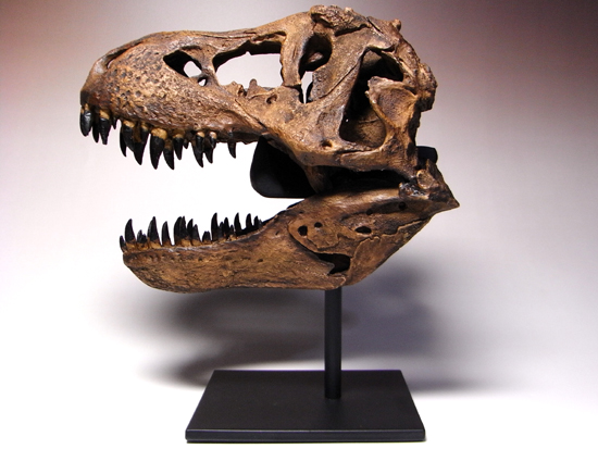 ティラノサウルス(Tyrannosaurus)の1/9サイズ頭骨レプリカ標本