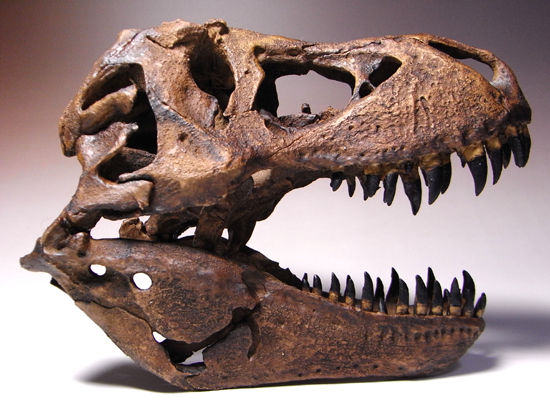 ティラノサウルス(Tyrannosaurus)の1/9スケール頭骨