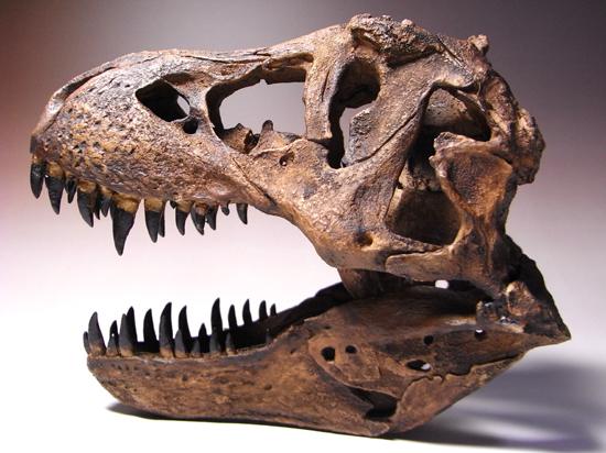 ティラノサウルス（Tyrannosaurus）の頭骨1/9スケール精巧レプリカ