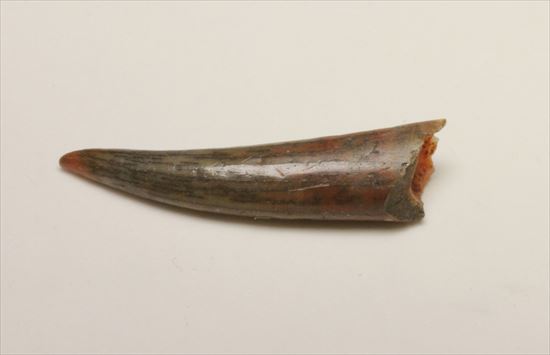 フライングモンスター！8000万年前の翼竜アンハングエラの歯化石(Anhanguera)（その2）