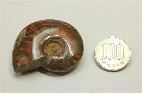 小ぶりだけど、よく光ります。マダガスカル産アンモナイト(その10)