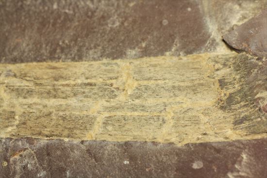 トクサ類が大繁栄した石炭紀のヘビー級植物ノジュール化石（その9）