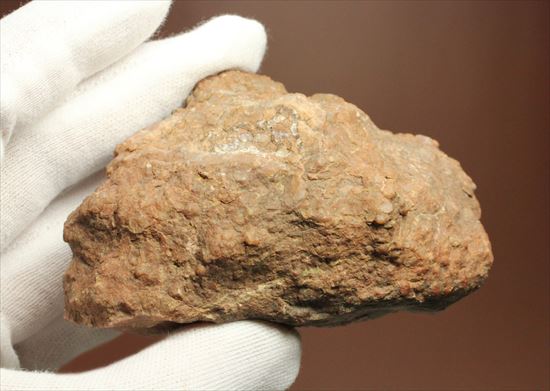 草食恐竜のウンチ化石を手にしてみませんか？コプロライト化石（coprolite）（その10）