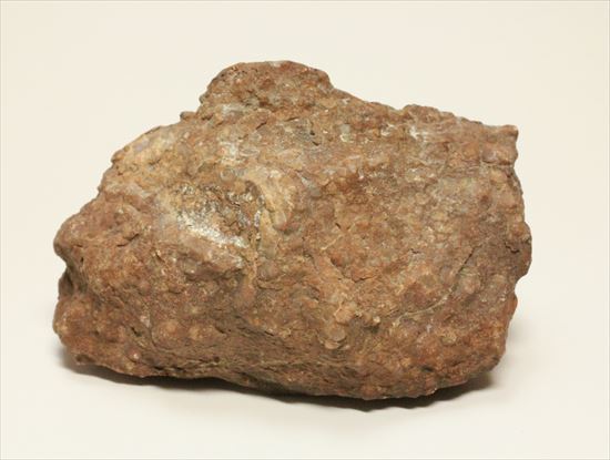 草食恐竜のウンチ化石を手にしてみませんか？コプロライト化石（coprolite）（その7）