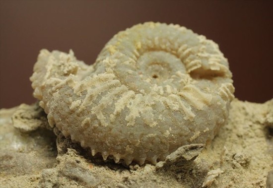 乳白色が優美な、フランス産アンモナイト(Ammonite)(その1)