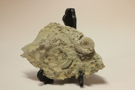 乳白色が優美な、フランス産アンモナイト(Ammonite)(その4)