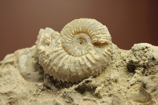 乳白色が優美な、フランス産アンモナイト(Ammonite)/中生代ジュラ紀（1億9500万 -- 1億3500万年前）【an496】