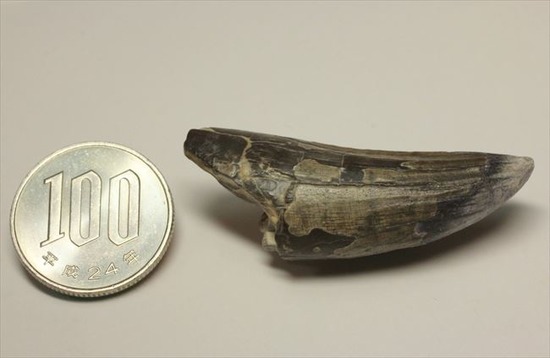 希少性高い！！滅多に入手できないスコミムスの頑丈歯化石。レア産地のニジェール産です。(Suchomimus tenerensis)（その17）