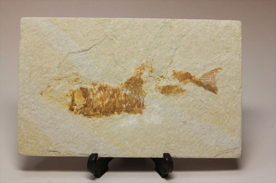 古代の湖（グリーンリバー）に生息していた淡水魚の化石