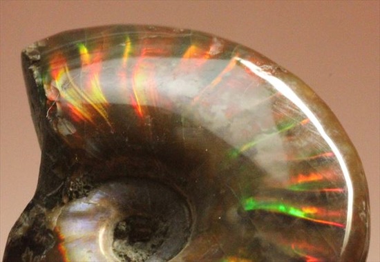 高品位なイリデッセンス(iridescence)を有するマダガスカル遺産の光るアンモナイト(その4)